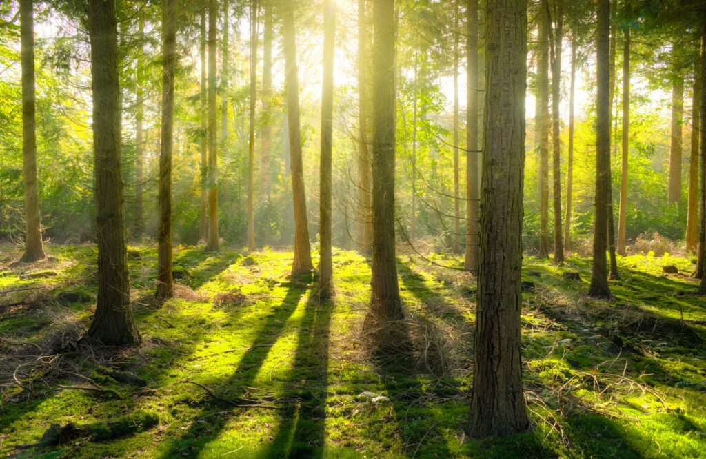 Solstrålar i skog